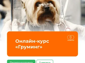 Онлайн-курс Груминг