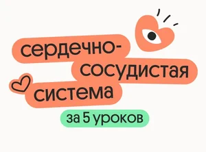 Сердечно-сосудистая система за 5 уроков
